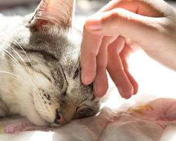 Image de Chat ronronnant