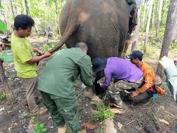 EVP Blog - Wild Ele Escapades at EVP - Elephant Valley Project