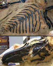 The mystery is finally solved. What scientists once thought was a teenage T. rex turned out to be a whole new species-Nanotyrannus lancensis. The “dueling dinosaurs” fossil gave researchers the most complete