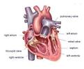 Heart conditions in infants uk