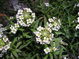 Resultado de imagen de olivos llenos de flores en primavera