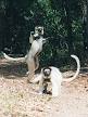 weirdly wonderful lemur species