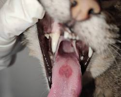 Imagen de Gato con úlceras por calicivirus