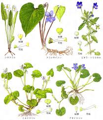 「パンジー　」の画像検索結果