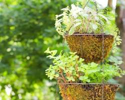 Image of Hanging basket herb garden