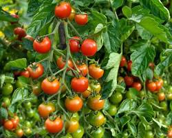 Image of Indeterminate tomato plant