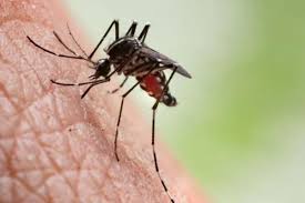 Seis cidades da Bahia estão em epidemia de dengue, diz Sesab