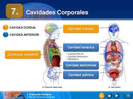 Resultado de imagen para cuerpo humano
