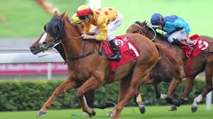 Résultat de recherche d'images pour "image cheval pmu"