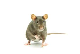 Image result for rat images