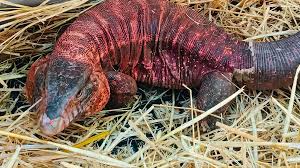 Trend Google: tegu rosso