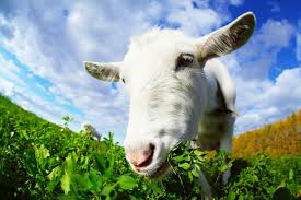 Image result for GOAT