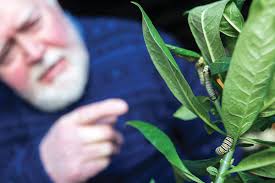 ... of Ecology and Evolutionary Biology at the University of Kansas, points at monarch butterfly caterpillars on a stem of milkweed. Marc Monaghan - Monar2