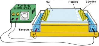 Resultado de imaxes para electroforesis