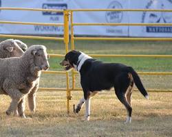 Sheepdog trial in Australia的圖片