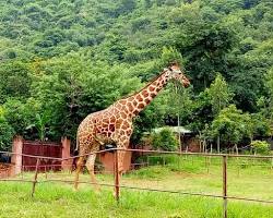 Image of Indira Gandhi Zoological Park, Visakhapatnam