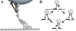 Directing Traffic: How Vesicles Transport Cargo