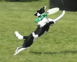Dog Frisbee...