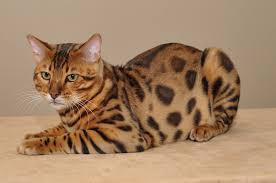 Image result for ����� 