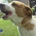 31 rescued dogs up for adoption at Hawaiian Humane Society ...