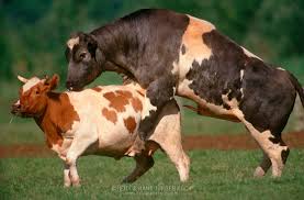 Image result for belgian blue bull meat