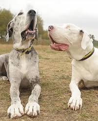 dogsthatcare | TikTok