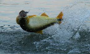 Resultado de imagem para pesca rs