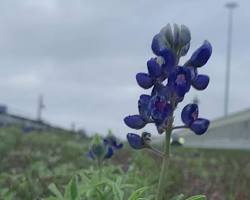 Image of Coastal Bend Bluebonnets