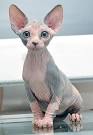 Sphynx Cat Cat Breeds Petfinder