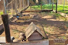 Operação resgata 140 animais e encontra 136 mortos em fundação de preservação ambiental em Ibaté
