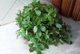 Resultado de imagem para beldroega