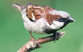 Bildergebnis für sperling