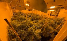 What landlords need to know if a rental property is used to cultivate cannabis