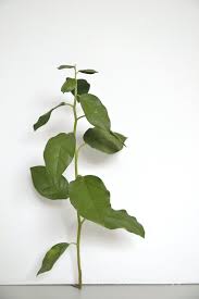 Image result for tony matelli