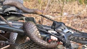 Eastern Brown Snake