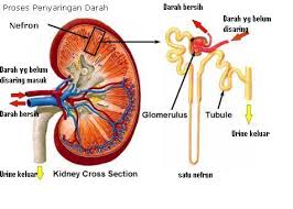 Hasil gambar untuk sistem ekskresi