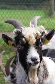 Image result for goat