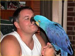 Image result for baby macaw parrot for sale