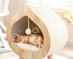 luxurious cat bedの画像