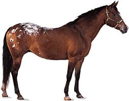 Image result for HORSE