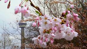 Where did Toronto's blossoming cherry trees come from?