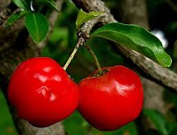 Resultado de imagem para acerola