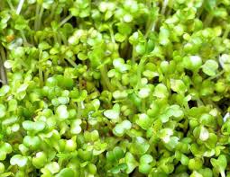 Image result for RAU MẦM CẢI XANH