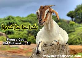 Image result for bakra eid mubarak