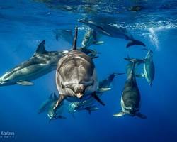 Dolphins in Azores