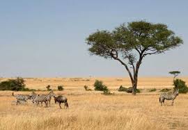 Resultado de imagem para savana angolana