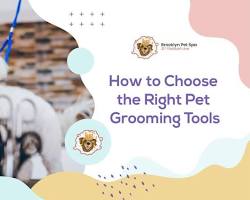 person choosing a pet grooming toolの画像