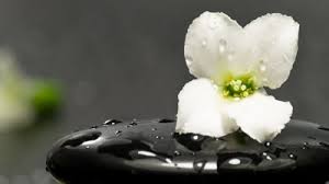 Resultado de imagem para imagens