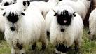 Black nosed sheep