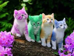 Image result for cats